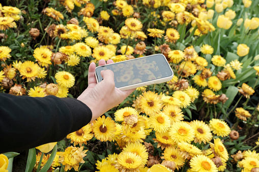 Man using mobile phone to take pictures of chrysanthemums