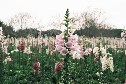 Willowherbs bloom. Rose and purple blooming blossom. Flower field with pink petals in natural environment. Fireweeds, Chamaenerion.