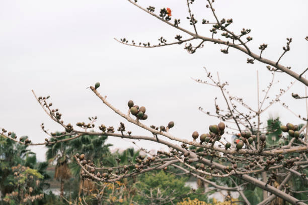 The leafless trees are covered with small fruits