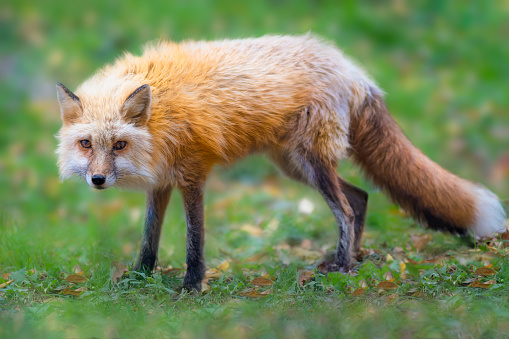 Red Fox live around the world in many diverse habitats including forests, grasslands, mountains, and deserts