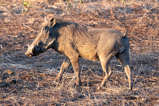 Common warthog slowly walking during golden hour in sub Saharan Africa