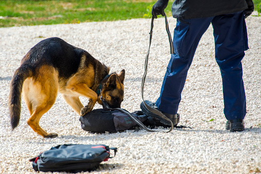 A military guard dog in Kosovo.
