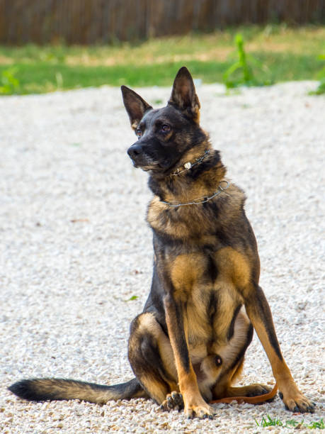 istock Trained police dog in a show 2035811689