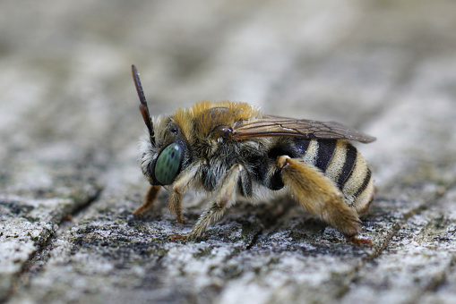 Detailed closeup on a hairy female blue eyed solitary bee , Tetraloniella alticincta sitting on wood in Gard, France