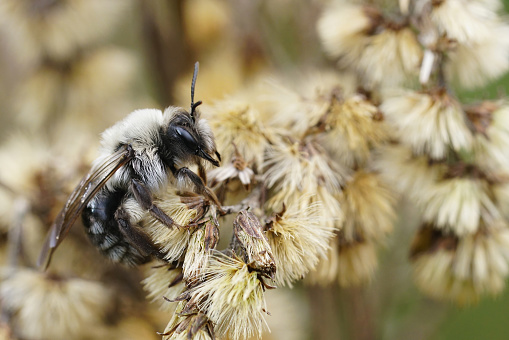 Natural closeup on a female Grey-backed mining bee, Andrena vaga, infected with a stylops ater parasite, sitting in dried vegetation