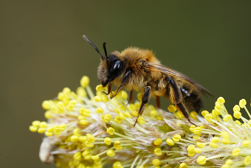 Natural closeup on a female of the rare and early flying Large Sallow, Mining Bee , Anderna apicata sitting on a yellow pollen loaded Willow catkin