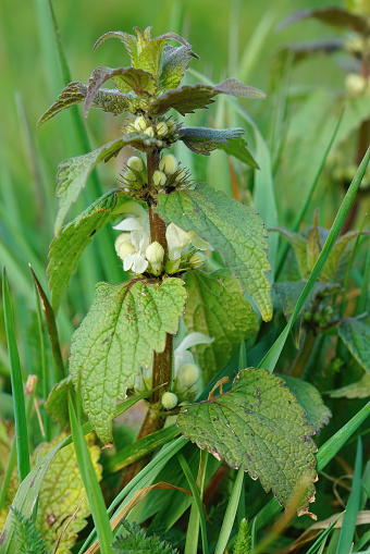 Natural vertical on a white flowering dead-nettle, Lamium album in a meadow