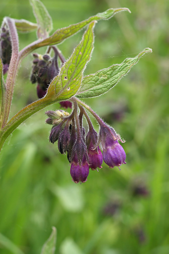 Natural closeup on the lila flower of the common Comfrey, Symphytum officinale, a medicinal plant