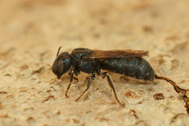 istock Closeup on a quite large mediterranean small carpenter bee, Ceratina chalcites 2035820649