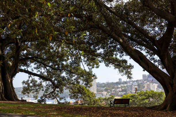 View to the city through park with old Fig trees and park bench, background with copy space, full frame horizontal composition