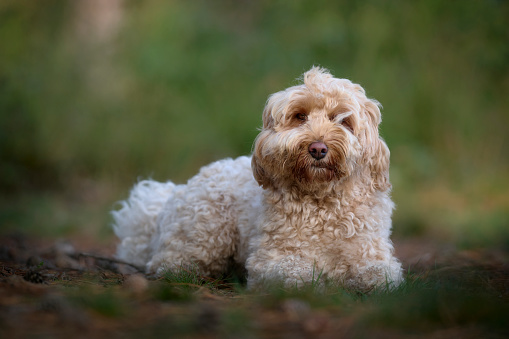 Labradoodle portraits outdoor in nature. No people