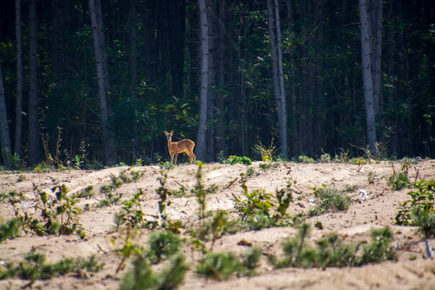 Roe deer in the forest near Asotthalom