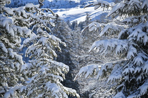 Fresh Winter snows laden evergreen trees as it covers a hillside in the San Bernardino Mountains, CA