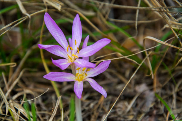 istock Purple flower of Crocus in Asotthalom 2035865281