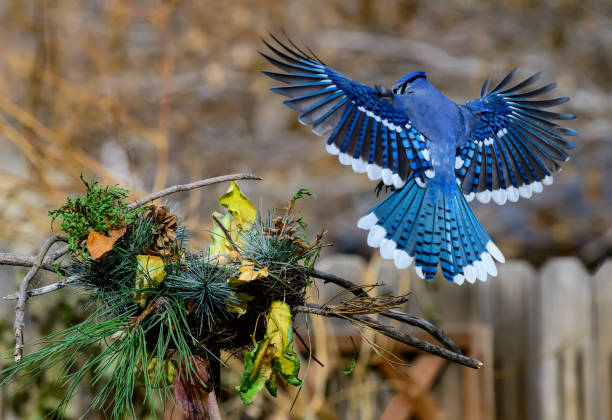 Blue Jay Landing at Feeder - wingspan