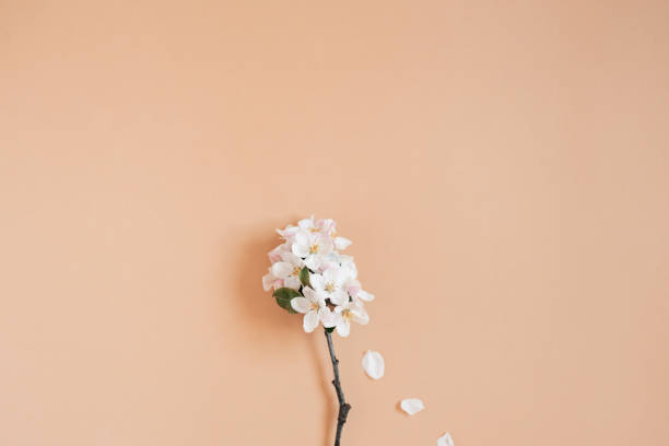 istock Fresh branch of a white apple tree on a light beige background. Pastel color. Flat lay. Blank space for inspirational text, lovely quotes 2035878431