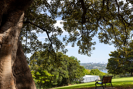 View to the city through park with old Fig trees and park bench, background with copy space, Observatory Park Sydney, full frame horizontal composition