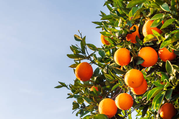 istock Orange tree with many leaves and ripe oranges ready to pick,close-up,copy space. 2035895253