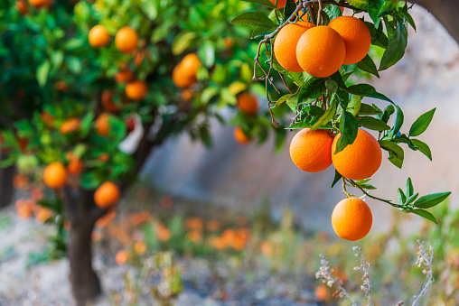 Tree branch full of ripe oranges ready to be picked, with a blurred background, an orange tree full of fruit.