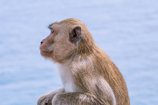 Monkey looks straight. Animals in the wild. Close up side photo with blurry blue sea and clear sky as background