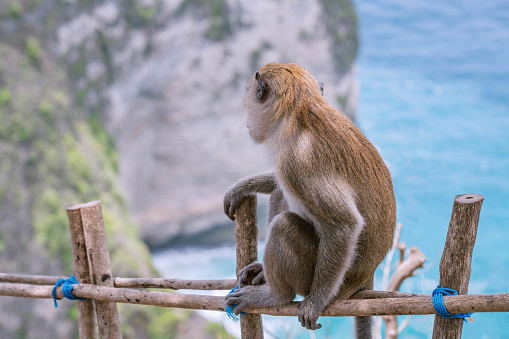 Monkey on the fence looks aside. Animals in the wild. Rear side photo with blurry blue Kelingking Beach as background, Nusa Penida, Bali, Indonesia.