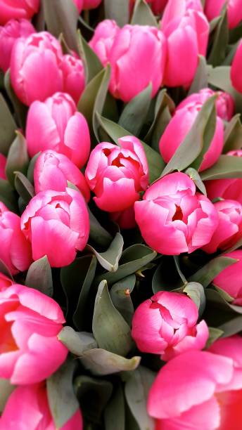 istock bouquet of white and pink tulips 2035933888