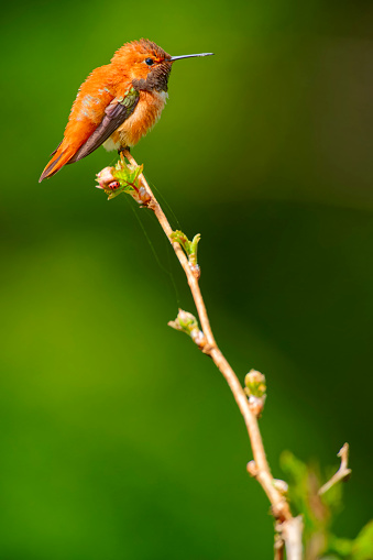 Rufous Hummingbird found perching on a branch in Pacific Rim National Park on Vancouver Island, British Columbia