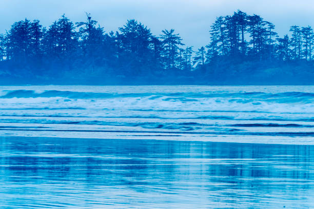 Heavy mist over a fjord shoreline forest area.