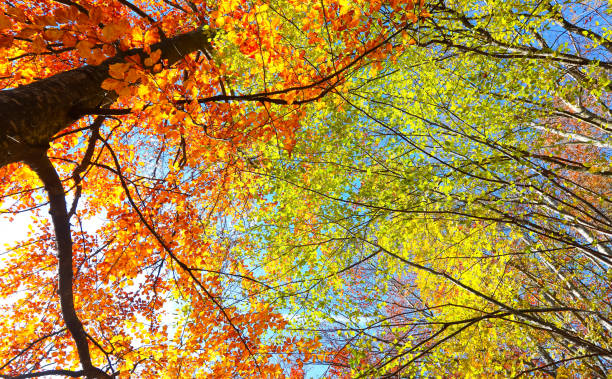 forest of trees with yellow and red leaves  seen from below in November