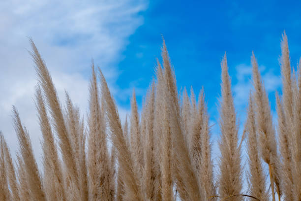 pampas grass with a view from below into the blue sky in the spring