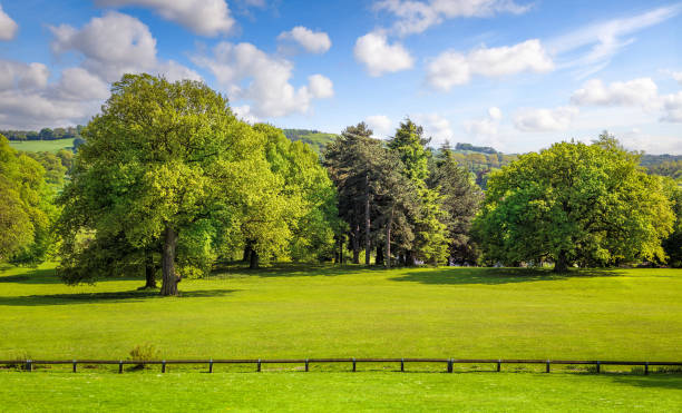 istock Green city park with oak trees 2035969132