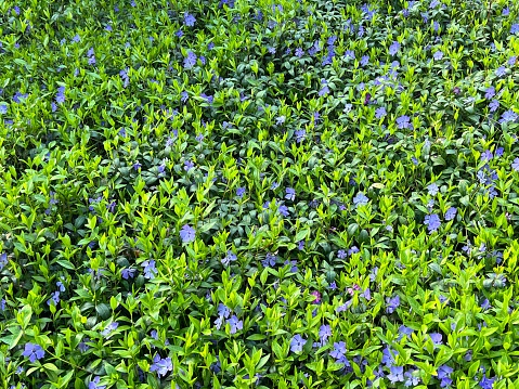 Periwinkle vinca blue flowers in the meadow