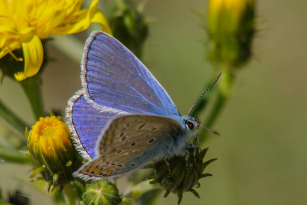 istock The blue butterfly sits on flowers, closeup 2036014485