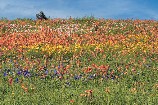 Explosion of color with reds, yellows, and blues as bluebonnets, Indian Paintbrush,  coreopsis, and pink primrose fill a pasture.