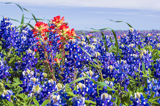 Red Paintbrush rise above a group of bluebonnets on a windy spring day.