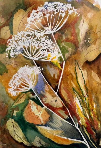 Cow Parsley Hedgerow Plant Original painting of the hedgerow plant Cow Parsley. cow parsley stock illustrations