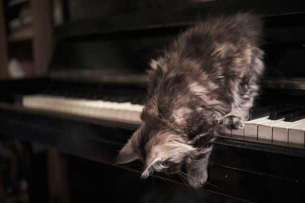 istock Cinematic cute kitty on piano keys. 2036074759