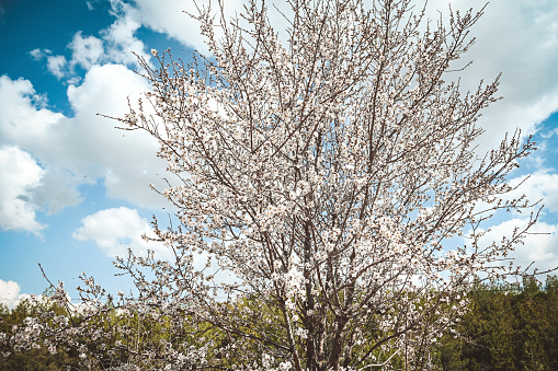 Spring landscape in Japan. Cherry tree blooming in full bloom