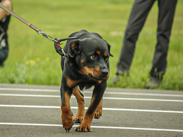 istock Rottweiler dog in a field 2036124007