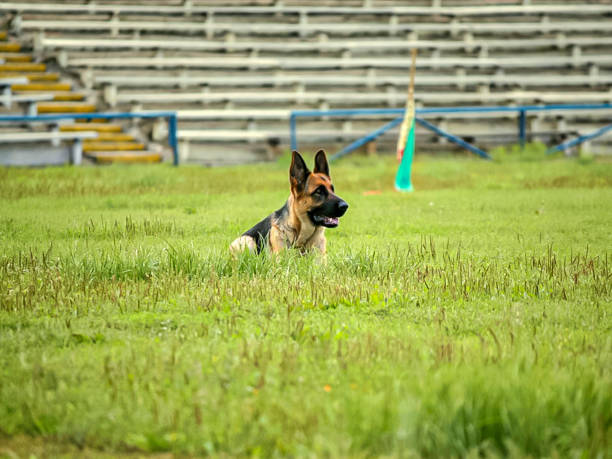 istock dog running on the grass 2036124531