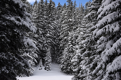Fir tree wood in winter season. Captured in the swiss alps at an altitude of 1700m.