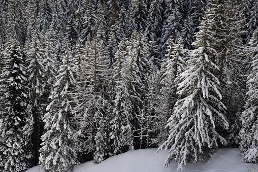 Fir tree wood in winter season. Captured in the swiss alps at an altitude of 1700m.