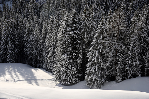 Fir tree wood in winter season. Captured in the swiss alps at an altitude of 1700m.