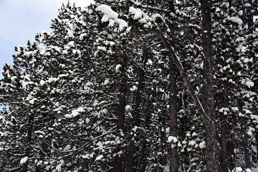 Swiss pine (Pinus cembra) wood above Arosa in the canton of graubuenden. The mature size is typically between 25-35 metres.  The species is long-lasting and can reach an age between 500 and 1000 years. th image shows several swiss pines during winter season.
