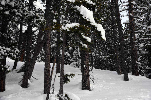 Swiss pine (Pinus cembra) wood above Arosa in the canton of graubuenden. The mature size is typically between 25-35 metres.  The species is long-lasting and can reach an age between 500 and 1000 years. th image shows several swiss pines during winter season.
