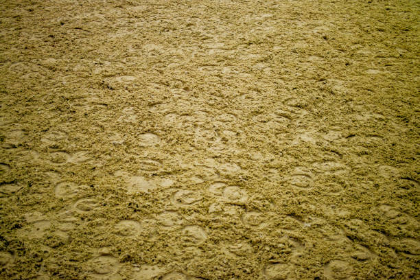 Many horse tracks on the muddy ground create an earthy trail, capturing the essence of rural equestrian adventures in the wet countryside.
