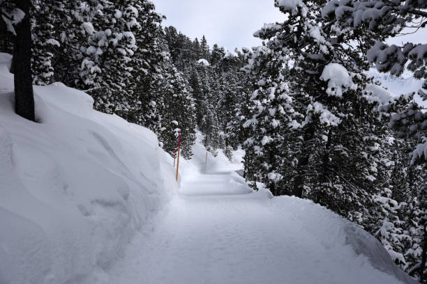Swiss pine (Pinus cembra) wood above Arosa in the canton of graubuenden. The mature size is typically between 25-35 metres.  The species is long-lasting and can reach an age between 500 and 1000 years. The image shows several swiss pines during winter season.