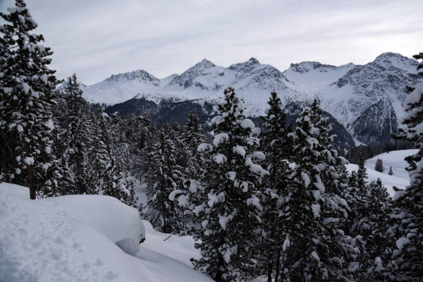 Swiss pine (Pinus cembra) wood above Arosa in the canton of graubuenden. The mature size is typically between 25-35 metres.  The species is long-lasting and can reach an age between 500 and 1000 years. The image shows several swiss pines during winter season.