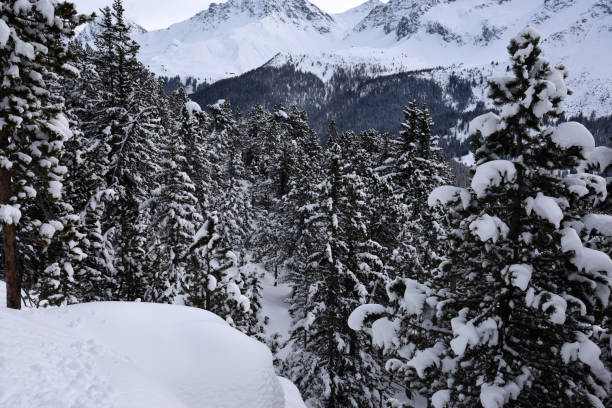 Swiss pine (Pinus cembra) wood above Arosa in the canton of graubuenden. The mature size is typically between 25-35 metres.  The species is long-lasting and can reach an age between 500 and 1000 years. The image shows several swiss pines during winter season.