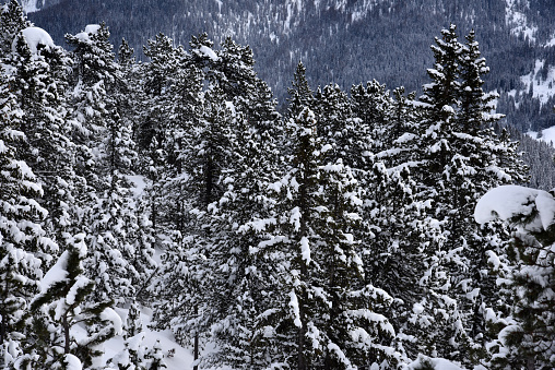 Swiss pine (Pinus cembra) wood above Arosa in the canton of graubuenden. The mature size is typically between 25-35 metres.  The species is long-lasting and can reach an age between 500 and 1000 years. The image shows several swiss pines during winter season.